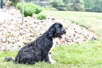 Lacy_F_Portugese Water Dog-2