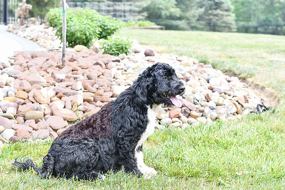 Lacy_F_Portugese Water Dog-2