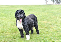 Lacy_F_Portugese Water Dog-3
