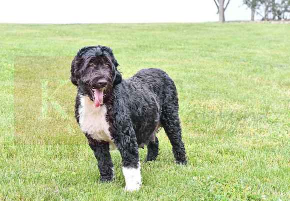 Lacy_F_Portugese Water Dog-3
