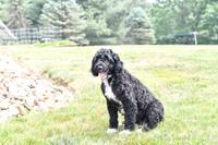 Lauren_F_Portugese Water Dog-1