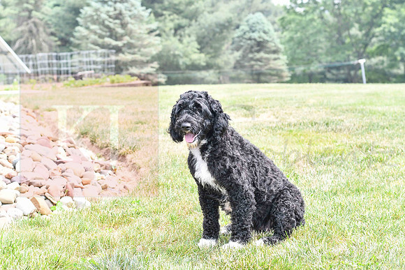 Lauren_F_Portugese Water Dog-1