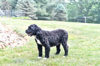 Lauren_F_Portugese Water Dog-2