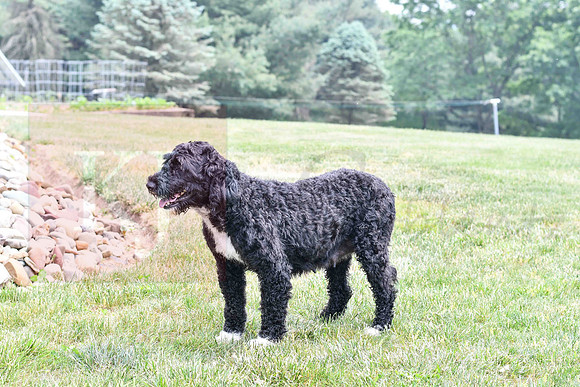 Lauren_F_Portugese Water Dog-2