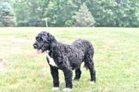 Lauren_F_Portugese Water Dog-3