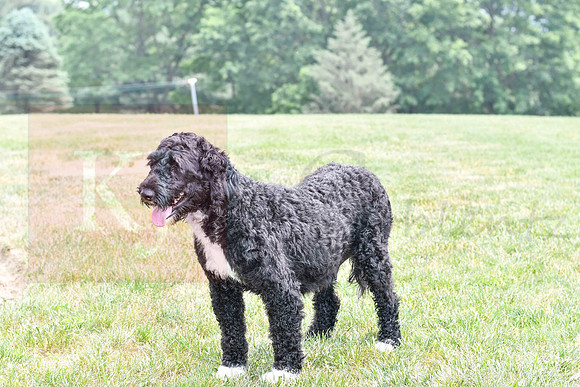 Lauren_F_Portugese Water Dog-3