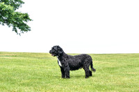 Lauren_F_Portugese Water Dog-4