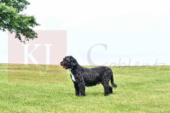 Lauren_F_Portugese Water Dog-4