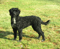 Lola Female
