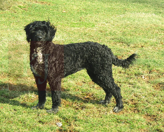 Lola Female