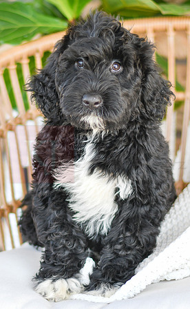 Carter_M_0774_Portuguese Water Dog-2
