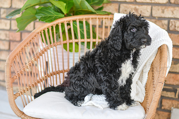 Carter_M_0774_Portuguese Water Dog-4