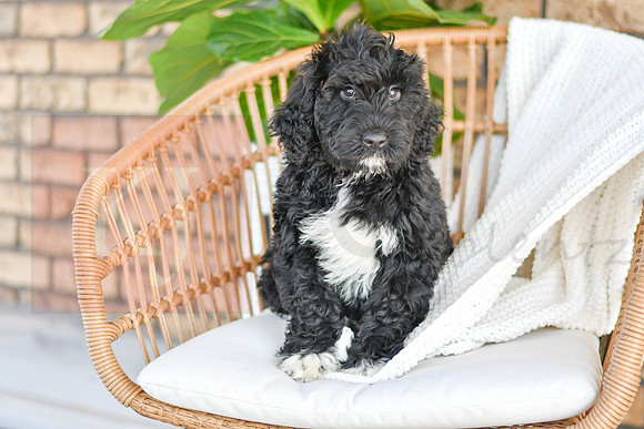 Carter_M_0774_Portuguese Water Dog-1