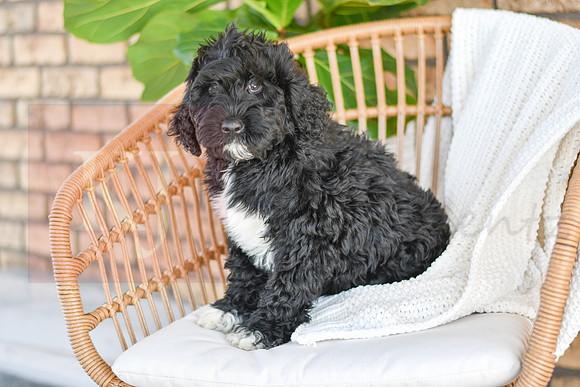 Carter_M_0774_Portuguese Water Dog-3