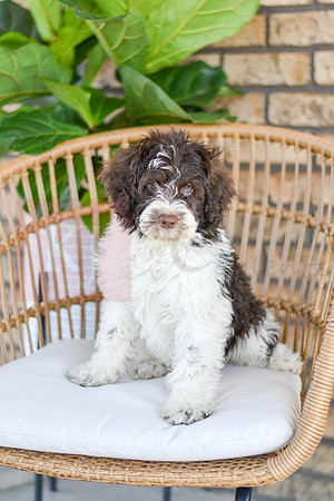 Cash_F_0773_Portuguese Water Dog-1