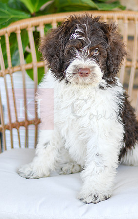 Cash_F_0773_Portuguese Water Dog-2