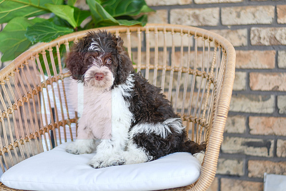 Cash_F_0773_Portuguese Water Dog-3