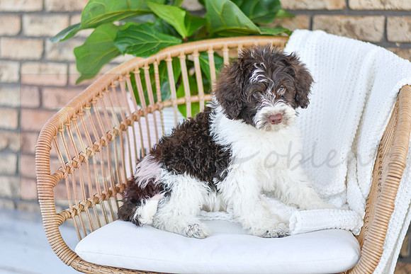 Cash_F_0773_Portuguese Water Dog-4