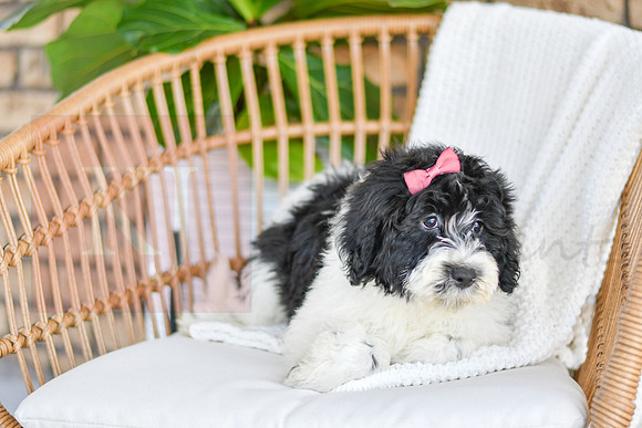 Chloe_F_0771_Portuguese Water Dog-1