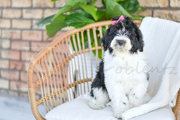 Chloe_F_0771_Portuguese Water Dog-2