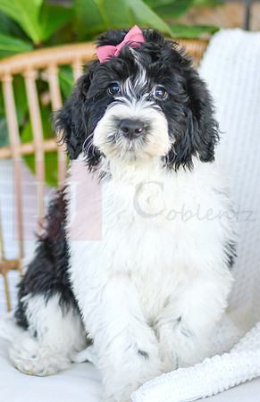 Chloe_F_0771_Portuguese Water Dog-3
