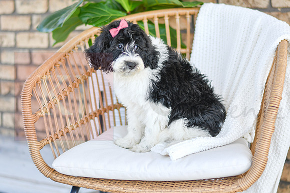 Chloe_F_0771_Portuguese Water Dog-4