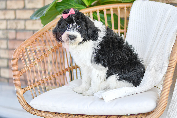 Chloe_F_0771_Portuguese Water Dog-5