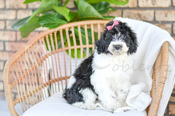 Chloe_F_0771_Portuguese Water Dog-6