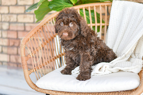 Cleo_M_0772_Portuguese Water Dog-1