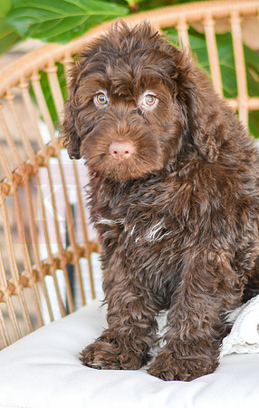 Cleo_M_0772_Portuguese Water Dog-2