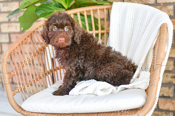 Cleo_M_0772_Portuguese Water Dog-3