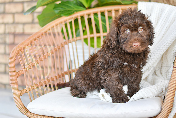 Cleo_M_0772_Portuguese Water Dog-4