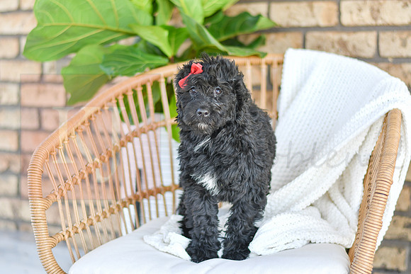 Coral_F_0770_Portuguese Water Dog-1