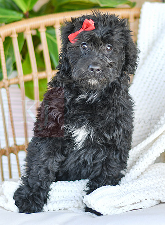 Coral_F_0770_Portuguese Water Dog-2