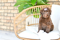 Allie_F_0762_Portuguese Water Dog-1