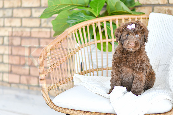 Allie_F_0762_Portuguese Water Dog-1
