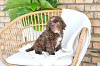 Abby_F_0761_Portuguese Water Dog-4