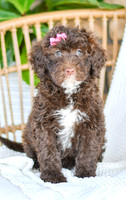Abby_F_0761_Portuguese Water Dog-2
