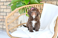 Abby_F_0761_Portuguese Water Dog-1