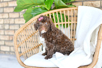 Abby_F_0761_Portuguese Water Dog-3