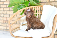 Allie_F_0762_Portuguese Water Dog-2