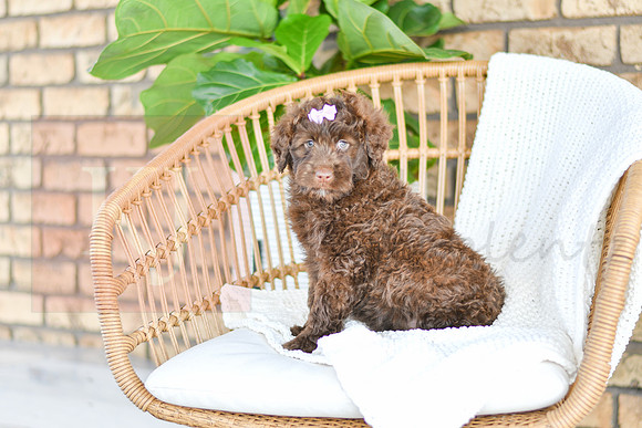 Allie_F_0762_Portuguese Water Dog-2