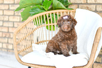 Allie_F_0762_Portuguese Water Dog-3