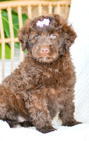 Allie_F_0762_Portuguese Water Dog-4