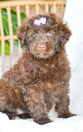 Allie_F_0762_Portuguese Water Dog-4