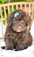 Amelia_F_0763_Portuguese Water Dog-2