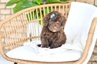 Amelia_F_0763_Portuguese Water Dog-1