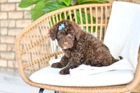 Amelia_F_0763_Portuguese Water Dog-3