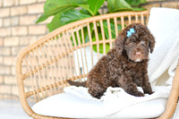 Amelia_F_0763_Portuguese Water Dog-4