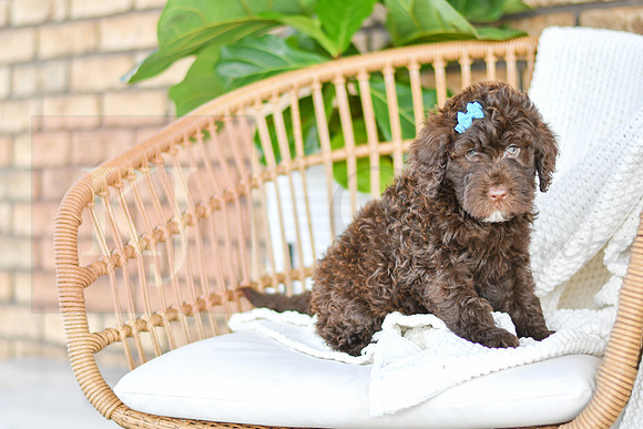 Amelia_F_0763_Portuguese Water Dog-4